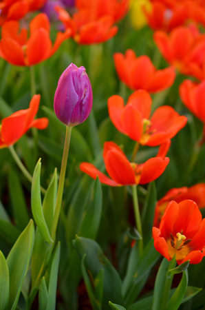 Tulips in Thailandの写真素材