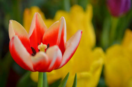 Tulips in Thailandの写真素材