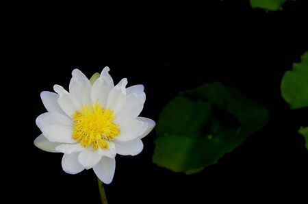 White lotusの写真素材