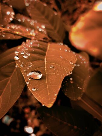 Water drops on leaf