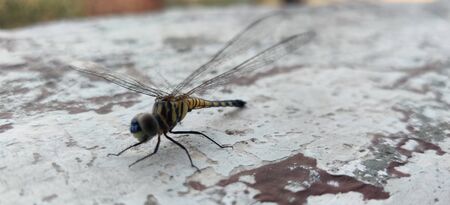 Colorful dragonfly sit on wall in summer noonの写真素材