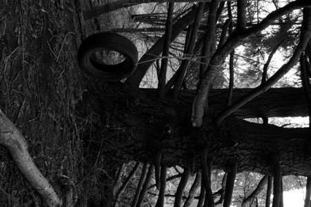 Black and white photo of a tree in the forest, close-upの写真素材