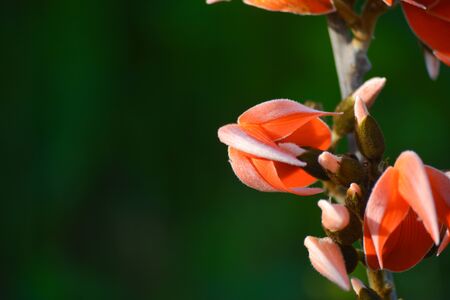Butea Monosperma or Palash Flowerの写真素材