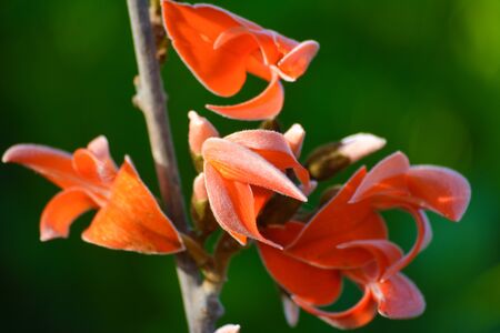 Butea Monosperma or Palash Flower
