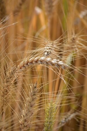 Closeup of ears of golden wheat on the field