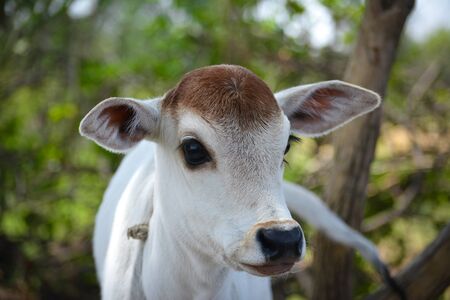Beautiful little calf at dairy farm. Newborn baby cowの写真素材