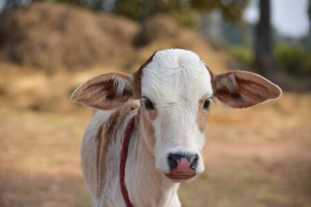 Beautiful little calf at dairy farm. Newborn baby cow