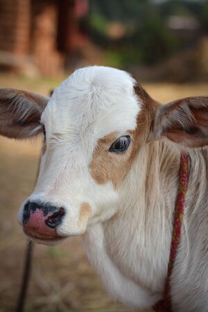 Beautiful little calf at dairy farm. Newborn baby cowの写真素材
