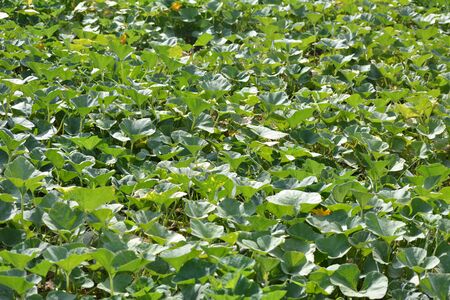 Pumpkin plants in the field. Pumpkin cultivation in Indiaの写真素材