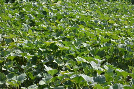 Pumpkin plants in the field. Pumpkin cultivation in Indiaの写真素材