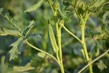 Okra or lady's finger vegetable plant in the gardenの写真素材