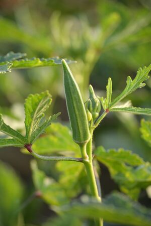 Okra or lady's finger vegetable plant in the gardenの写真素材