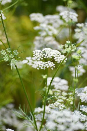 Cumin plant in the garden. Cumin is one of the oldest spices.の写真素材