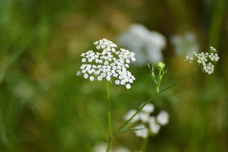 Cumin plant in the garden. Cumin is one of the oldest spices.