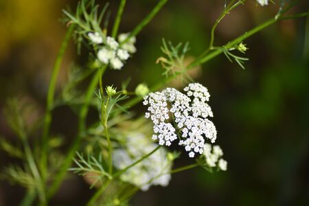 Cumin plant in the garden. Cumin is one of the oldest spices.の写真素材