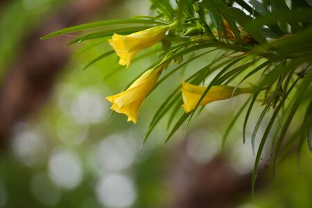Thevetia peruviana or yellow oleander in the gardenの写真素材