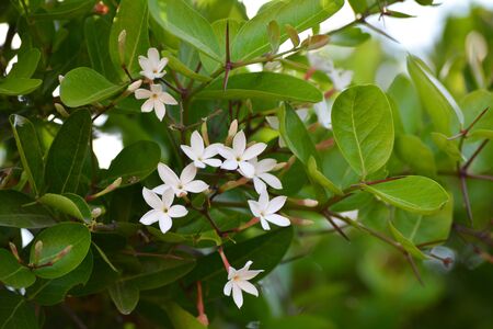 Carissa carandas flower blooming in the garden