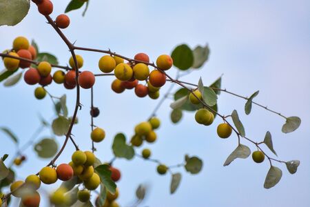 Indian Jujube or Ziziphus mauritiana on the jujube treeの写真素材