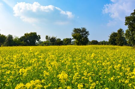 Yellow flowers of mustard field with blue sky and clouds skyの写真素材