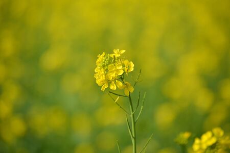closeup view of mustard yellow flowers blooming in fieldの写真素材
