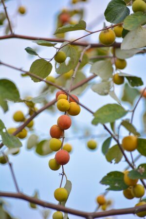 Indian Jujube or Ziziphus mauritiana on the jujube treeの写真素材