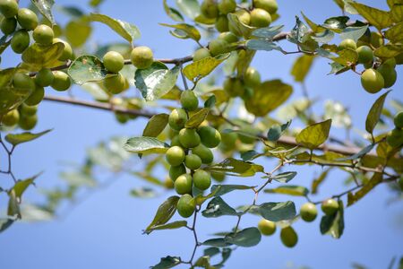 Indian Jujube or Ziziphus mauritiana on the jujube treeの写真素材