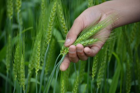 Man hand holding a green wheat spikes in the wheat fieldの写真素材