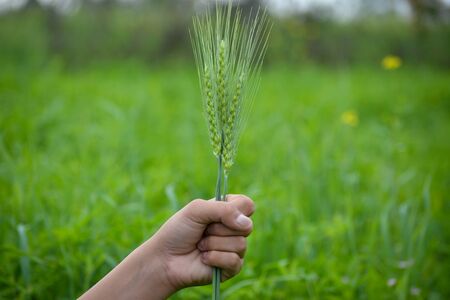 Man hand holding a green wheat spikes in the wheat fieldの写真素材