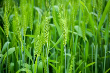 Close up of young green wheat on the fieldの写真素材