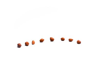 Peanuts isolated on a white backgroundの写真素材
