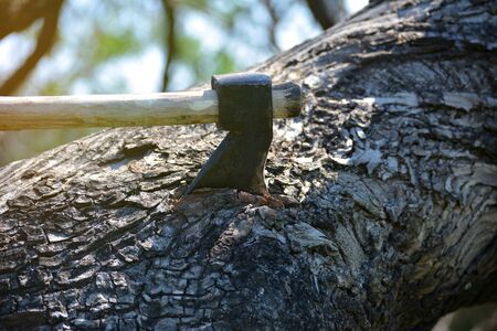 Lumberjack cutting tree with axe in the forestの写真素材
