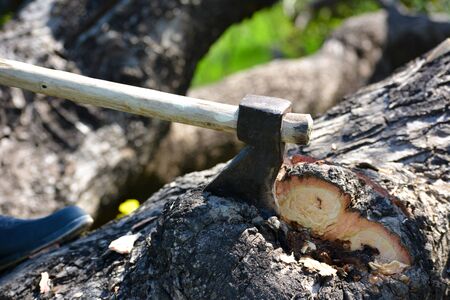 Lumberjack cutting tree with axe in the forest