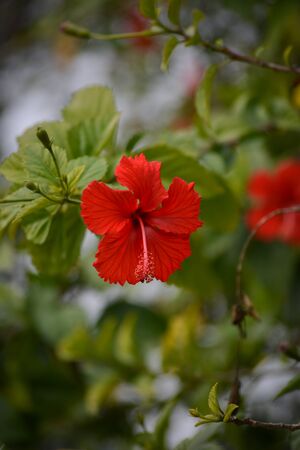 Red hibiscus flower on a green backgroundの写真素材