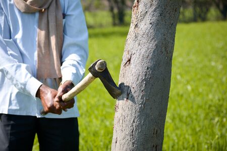 Lumberjack cutting tree with axe in the forest