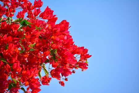 Beautiful and colorful bougainvillea flowersの写真素材