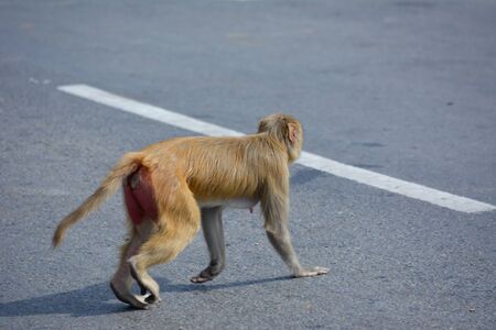 Baby monkey cross the Road, Concept saving Animalsの写真素材