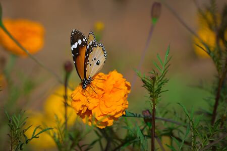 Beautiful butterfly on marigold flower in the gardenの写真素材