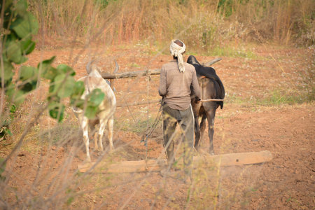 TIKAMGARH, MADHYA PRADESH, INDIA - NOVEMBER 18, 2019: Unidentified Indian farmer working with oxen at his farm.のeditorial素材