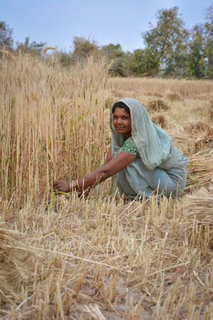 TIKAMGARH, MADHYA PRADESH, INDIA - MARCH 20, 2020: Indian woman cutting wheat with sickle.のeditorial素材