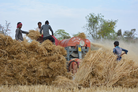 TIKAMGARH, MADHYA PRADESH, INDIA - MARCH 24, 2020: Indian farmers separating husk and wheat grains from the chopped wheat using a thresher machine.のeditorial素材