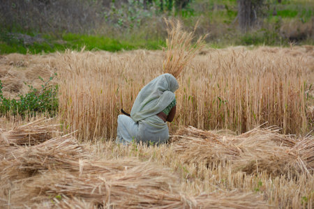 TIKAMGARH, MADHYA PRADESH, INDIA - MARCH 20, 2020: Indian woman cutting wheat with sickle.のeditorial素材