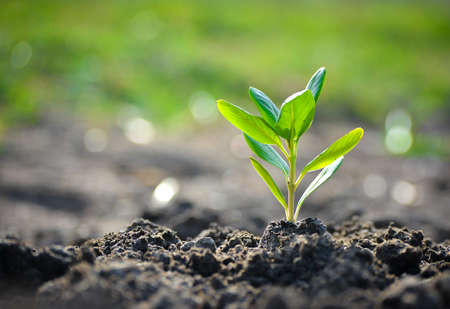 Young plant in the morning light on nature background, the concept of saving the world and reducing global warming.の写真素材