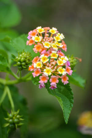 Multicolored Lantana flowers in the garden. Beautiful Colorful Hedge Flower, Weeping Lantana.の写真素材
