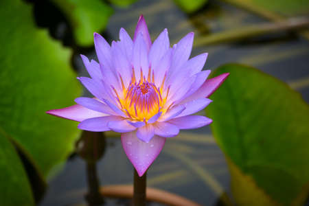 Beautiful waterlily or lotus flower in pondの写真素材