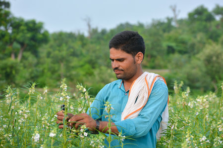 TIKAMGARH, MADHYA PRADESH, INDIA - SEPTEMBER 15, 2020: Indian farmer at sesame field.のeditorial素材