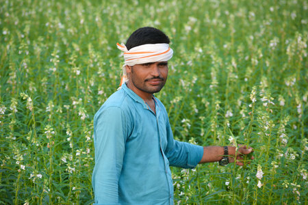 TIKAMGARH, MADHYA PRADESH, INDIA - SEPTEMBER 15, 2020: Indian farmer at sesame field.