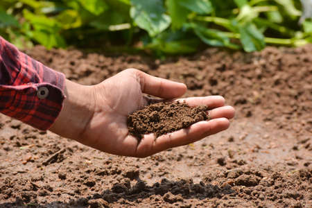 Hand of farmer checking soil health before growth a seed of vegetable or plant seedling. Agriculture...