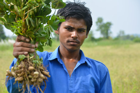 TIKAMGARH, MADHYA PRADESH, INDIA - SEPTEMBER 20, 2020: Indian boy holding fresh raw peanut with...