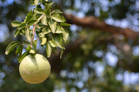 Aegle marmelos or indian bael fruit on the treeの写真素材