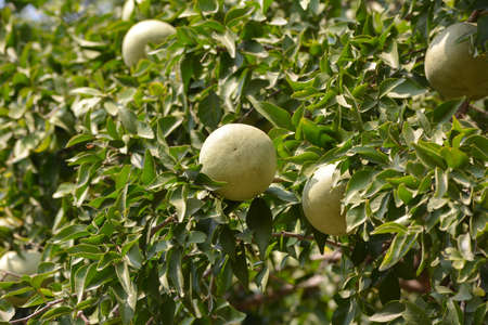 Aegle marmelos or indian bael fruit on the tree